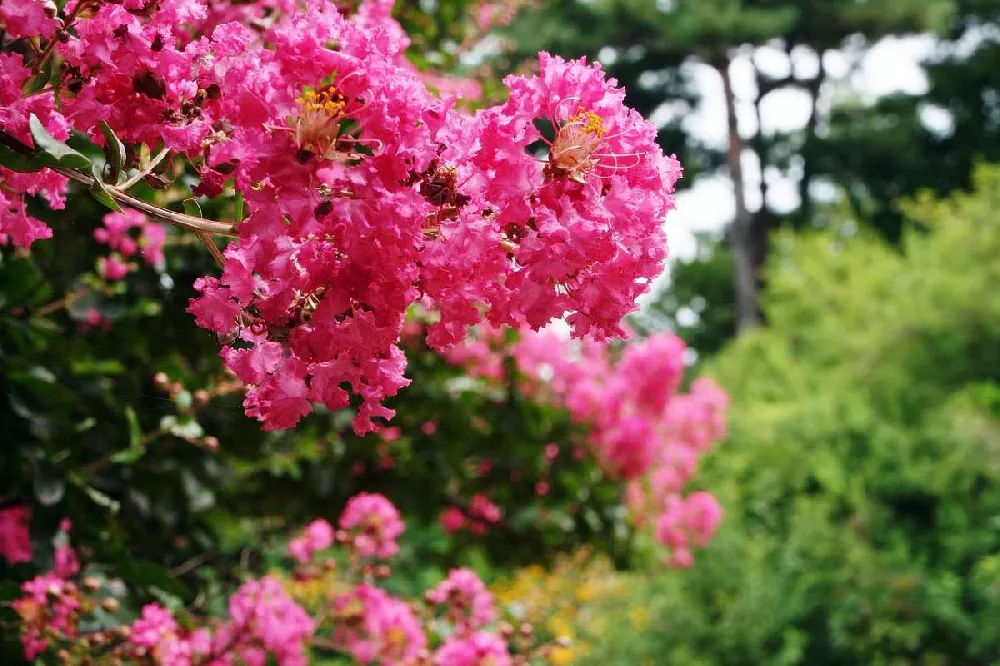 Amethyst King™ Emerald Empire® Crape Myrtle Tree