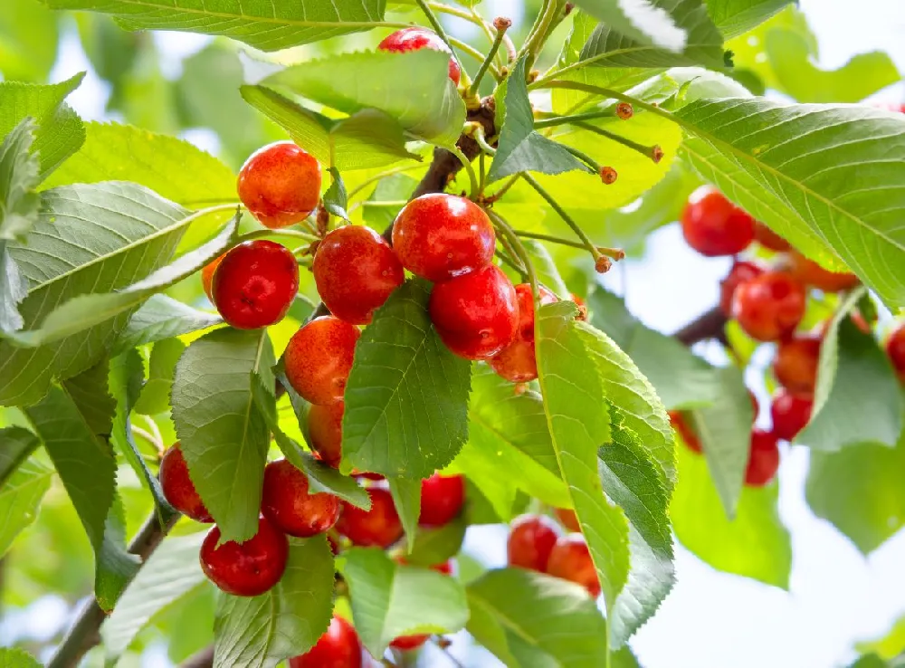 Coral Champagne Cherry Tree