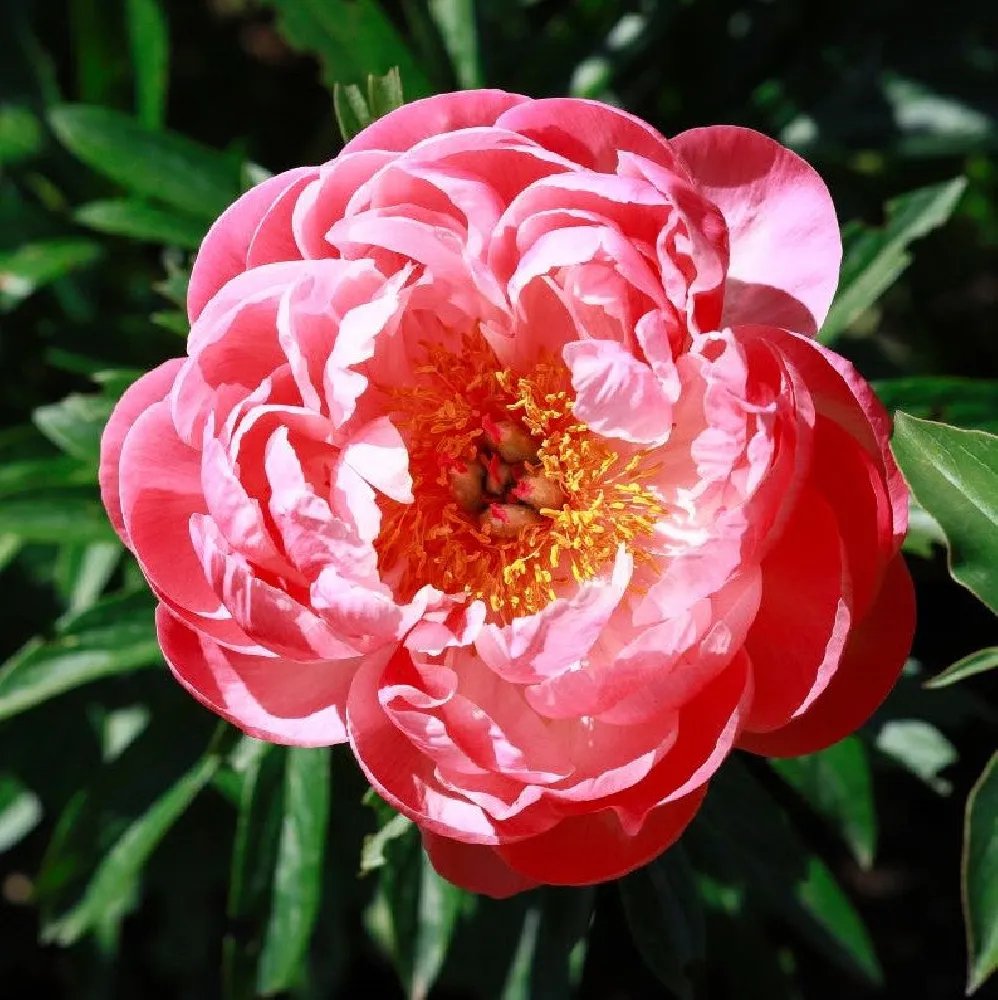 Coral Charm Peony