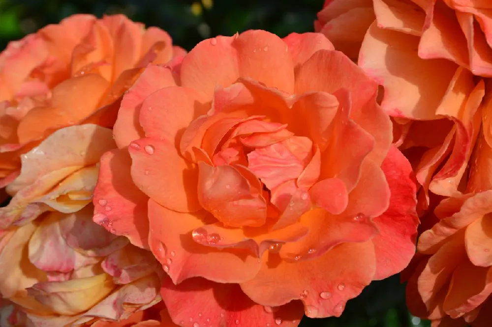 Coral Knock Out® Rose Shrub