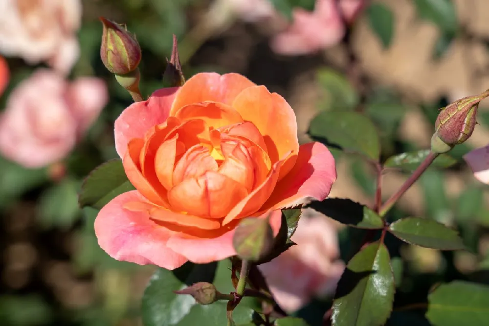 Coral Knock Out® Rose Shrub