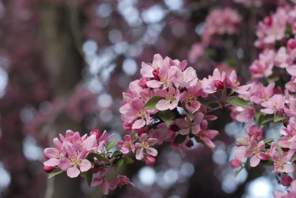 Coralburst® Crabapple