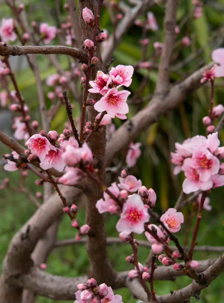 Corinthian Pink Double Flowering Peach Tree