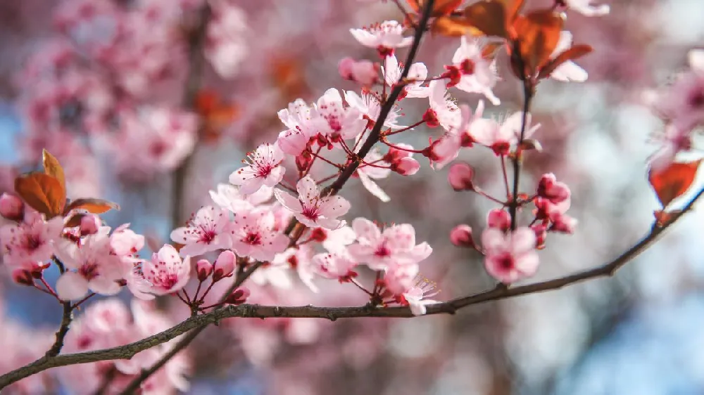 Corinthian Rose Double Flowering Peach Tree