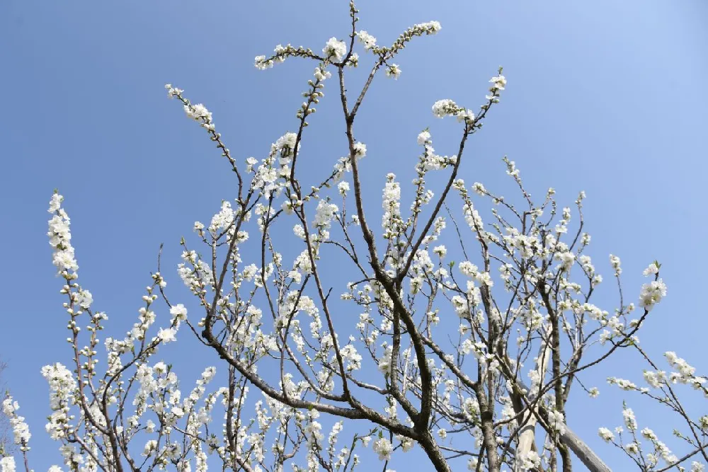 Corinthian White Double Flowering Peach Tree