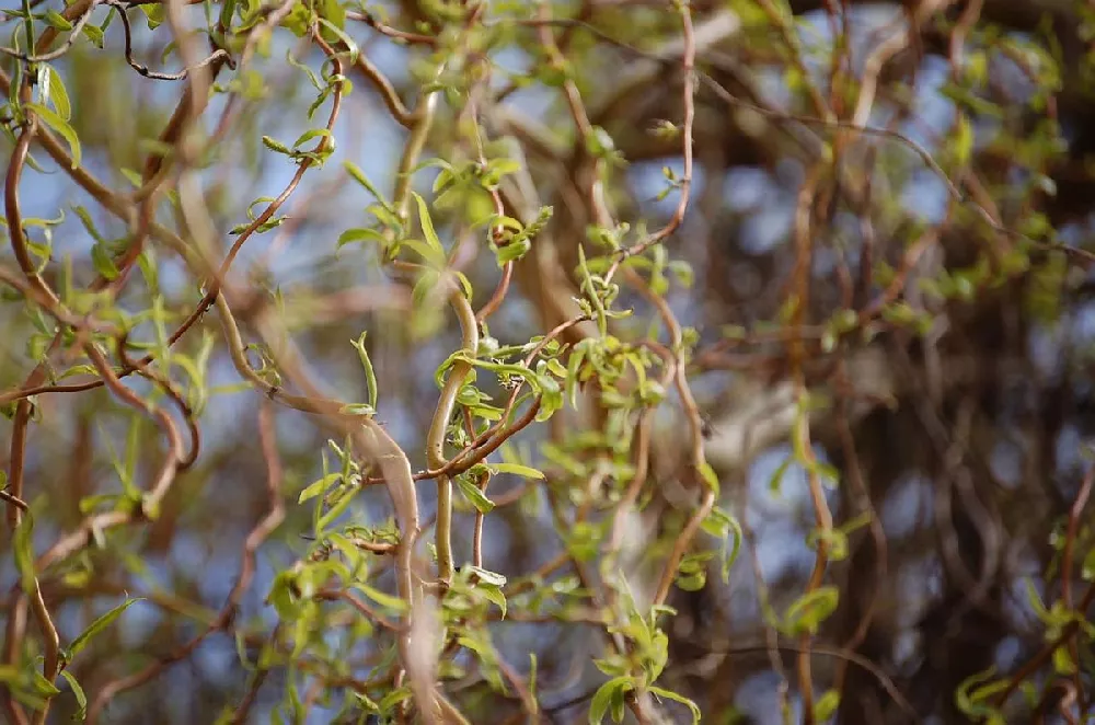 Curly Willow Branches for Arrangements - Long Stem Natural