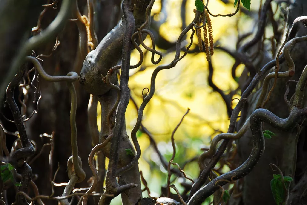 Corkscrew Willow Tree 3