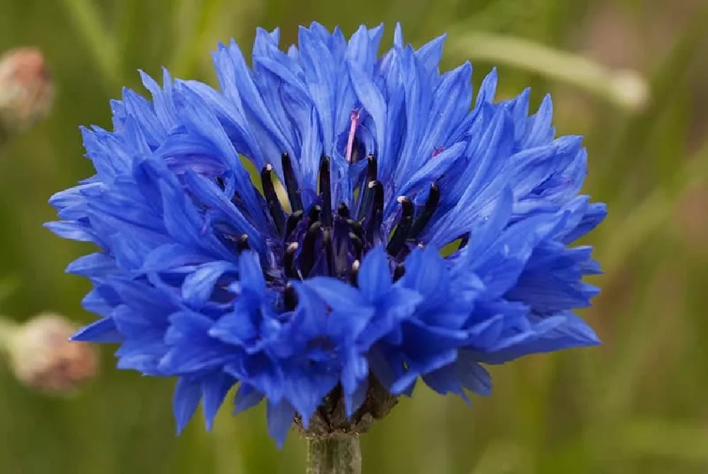 Blue Bachelor Buttons