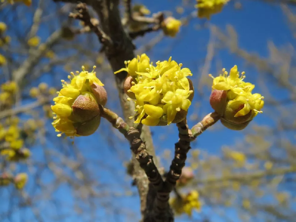 Cornelian Cherry Dogwood Tree