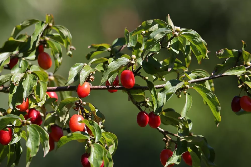 Cornelian Cherry Dogwood Tree