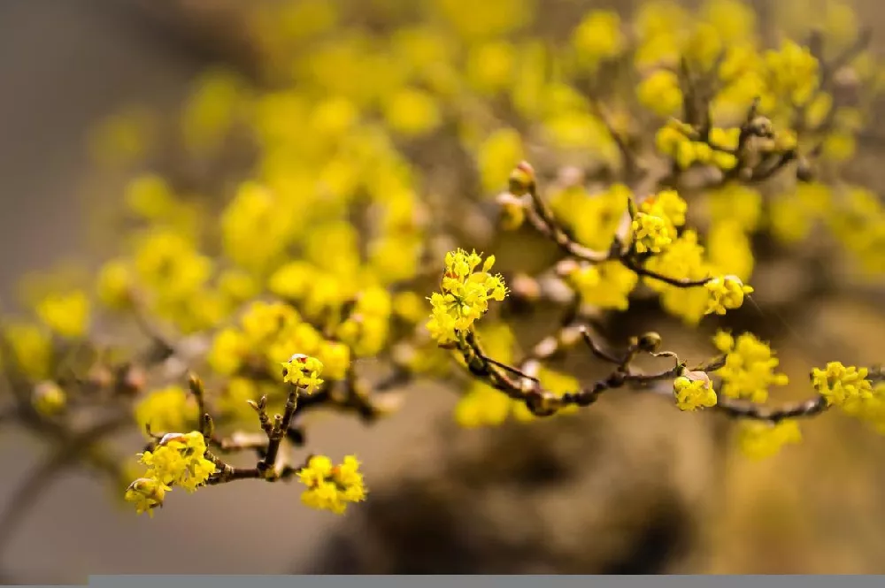 Cornelian Cherry Dogwood Tree