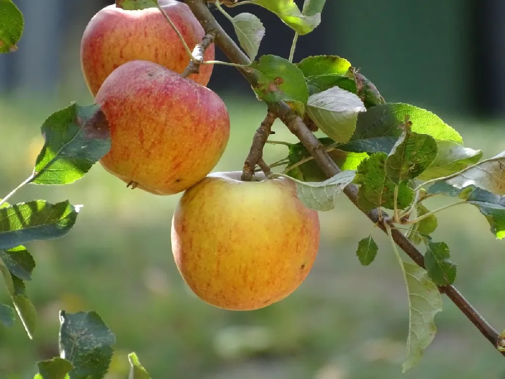 Cox's Orange Pippin Apple Tree