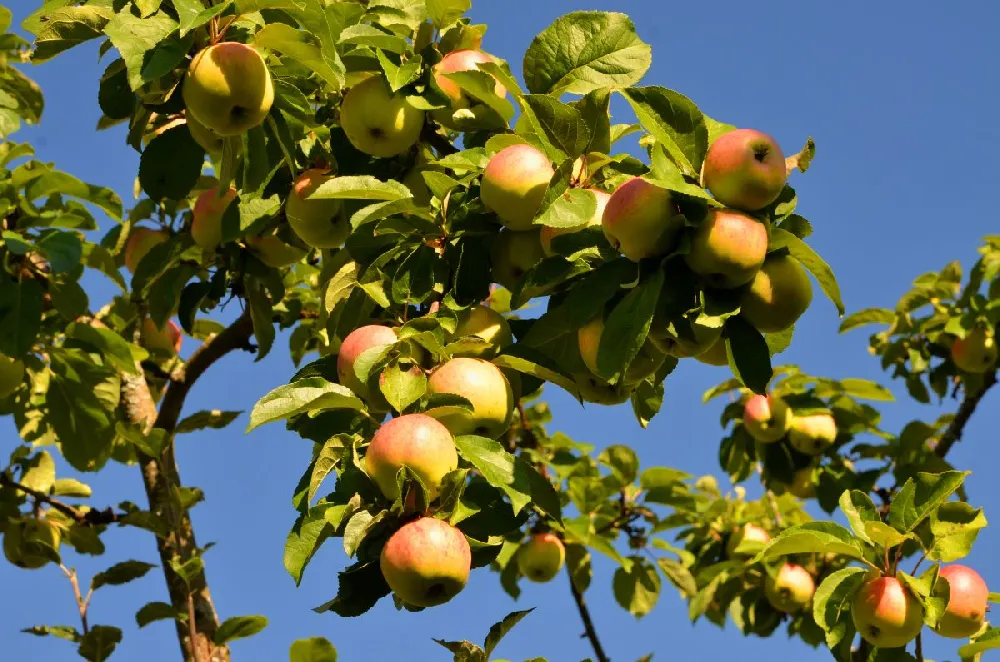 Cox's Orange Pippin Apple Tree