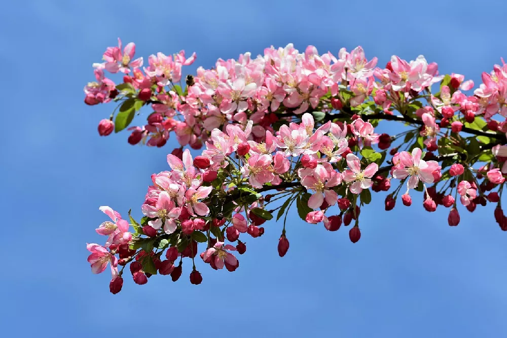 Coralburst® Crabapple