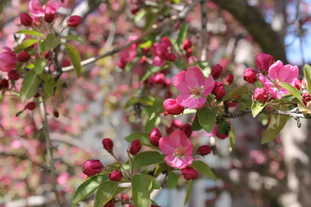 Coralburst® Crabapple