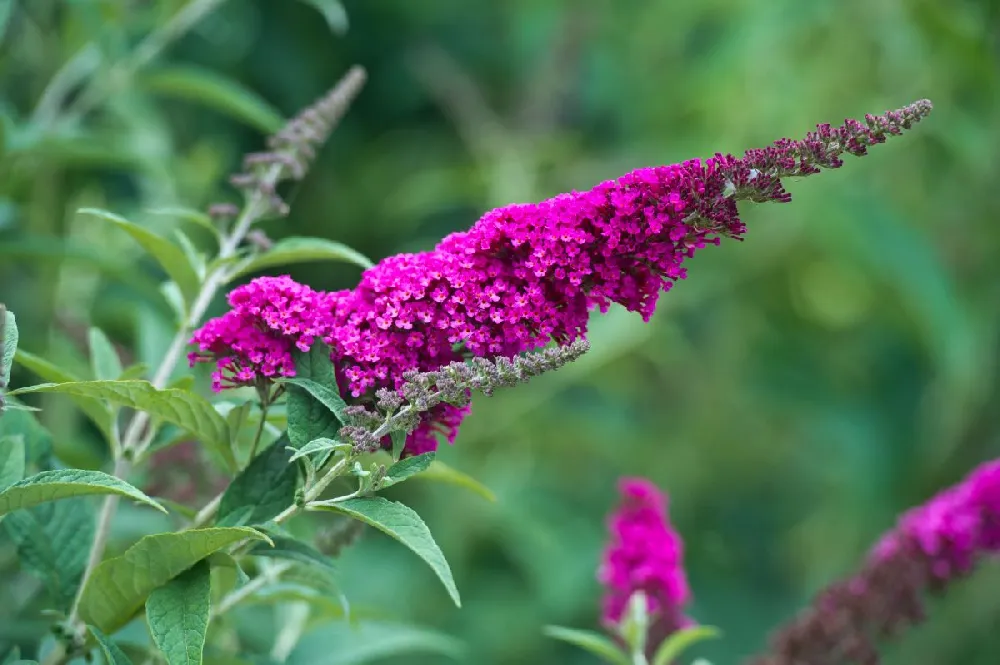 CranRazz™ Butterfly Bush (Tree Form)