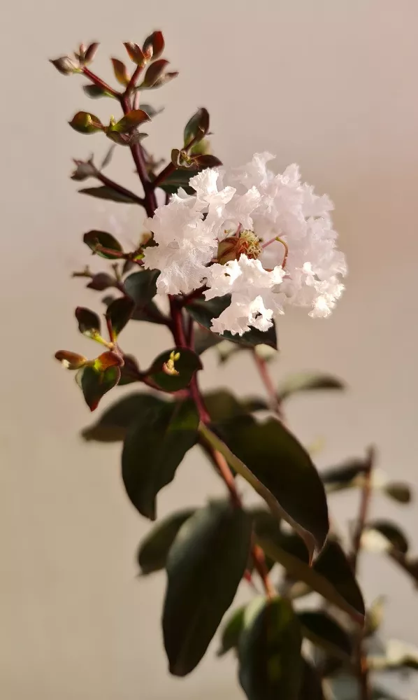 Black Diamond® Crape Myrtle