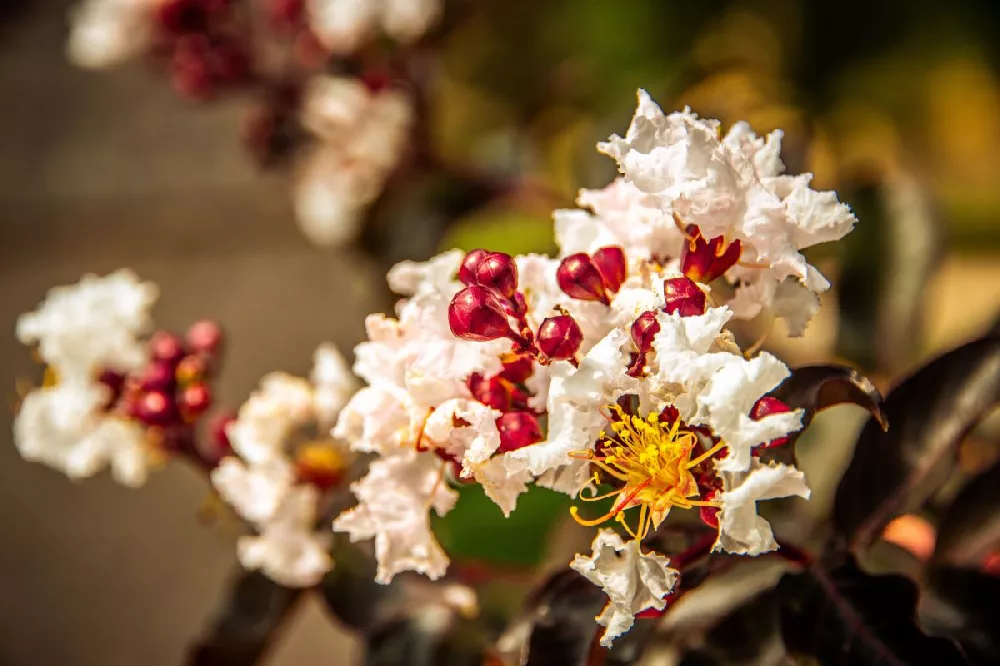 Black Diamond® Crape Myrtle 2