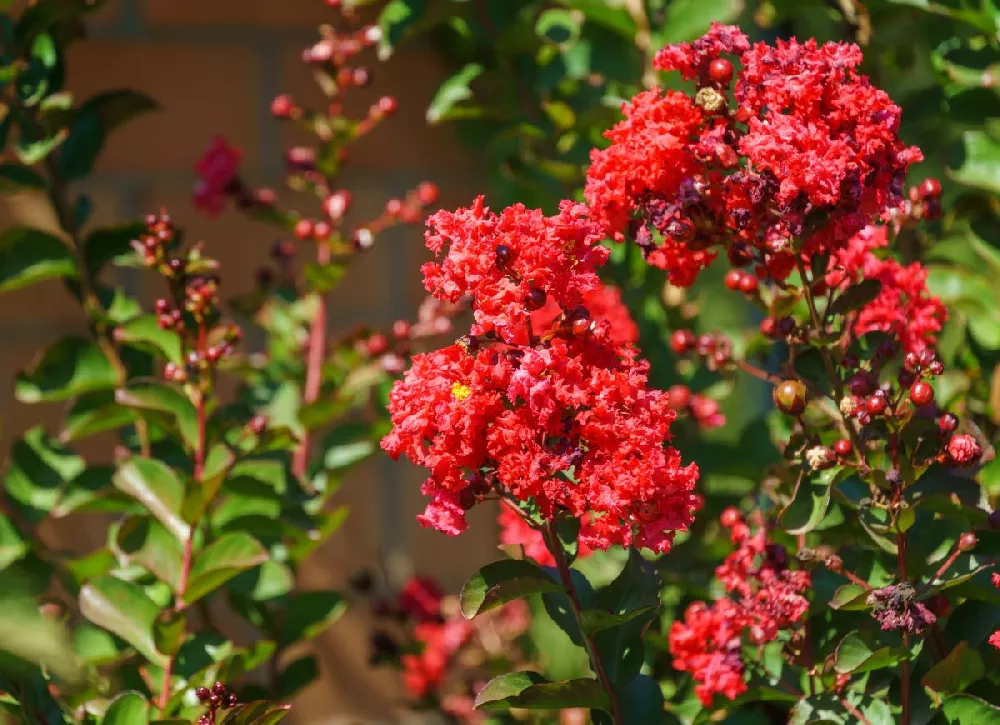 Petite Red Imp™ Crape Myrtle Tree