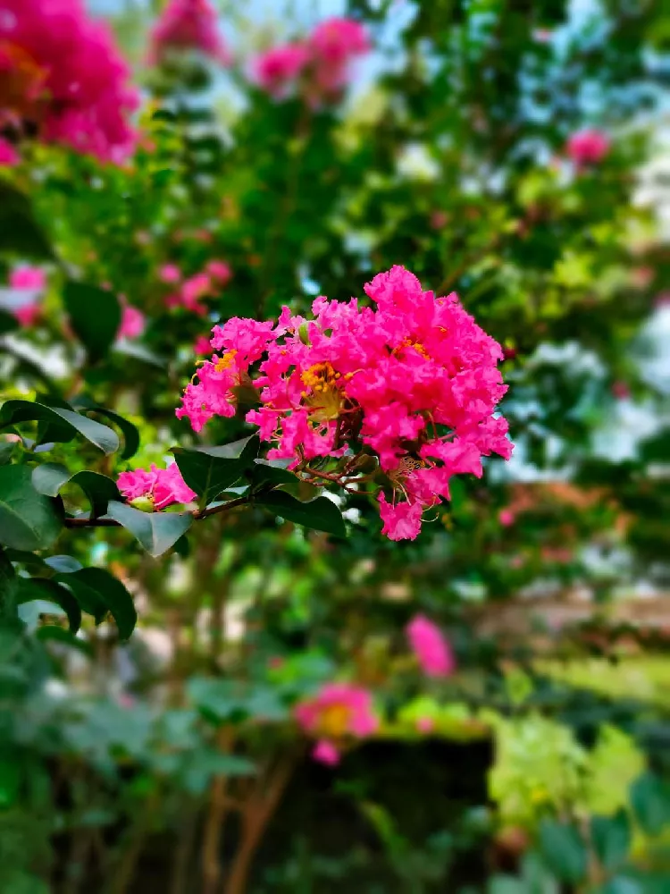 Pocomoke Crape Myrtle