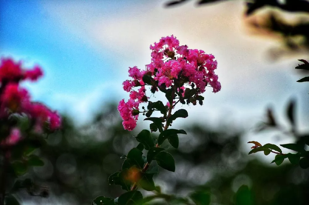 Pocomoke Crape Myrtle