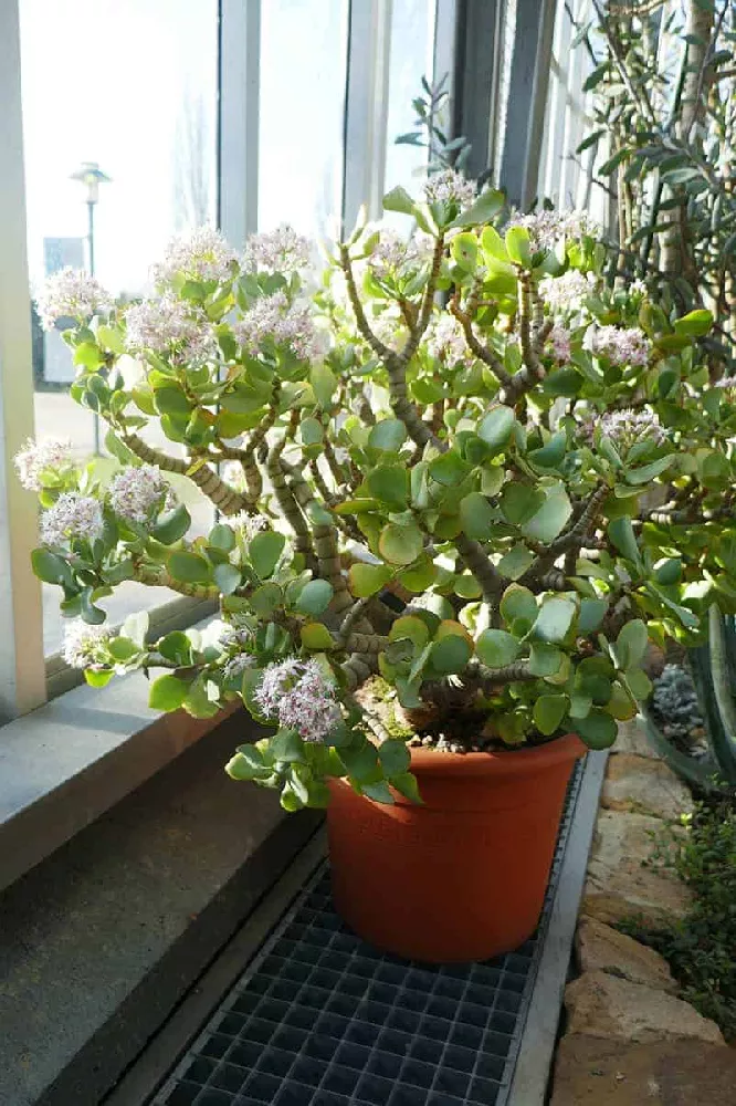Jade Plant with flowers