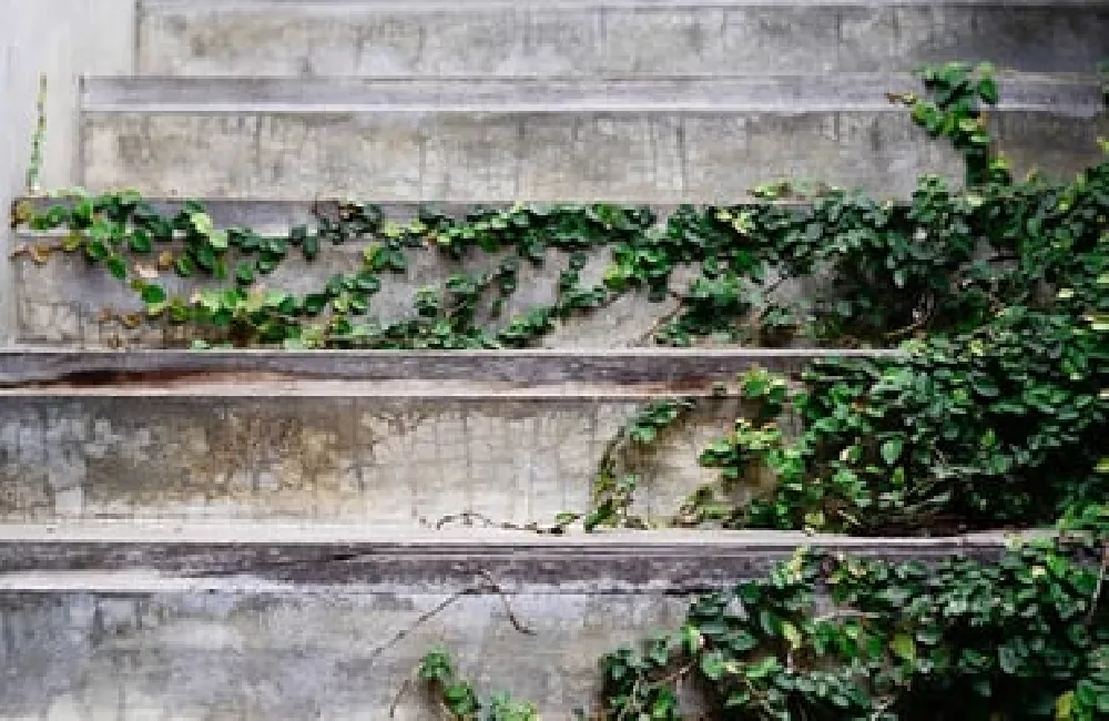 Creeping Fig plant