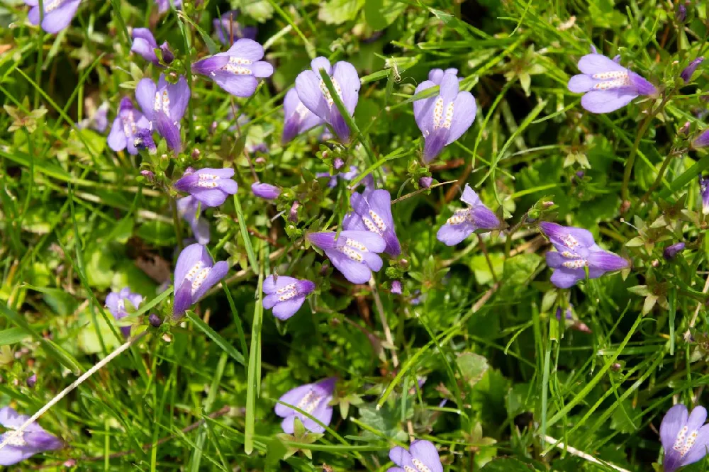 Creeping Mazus