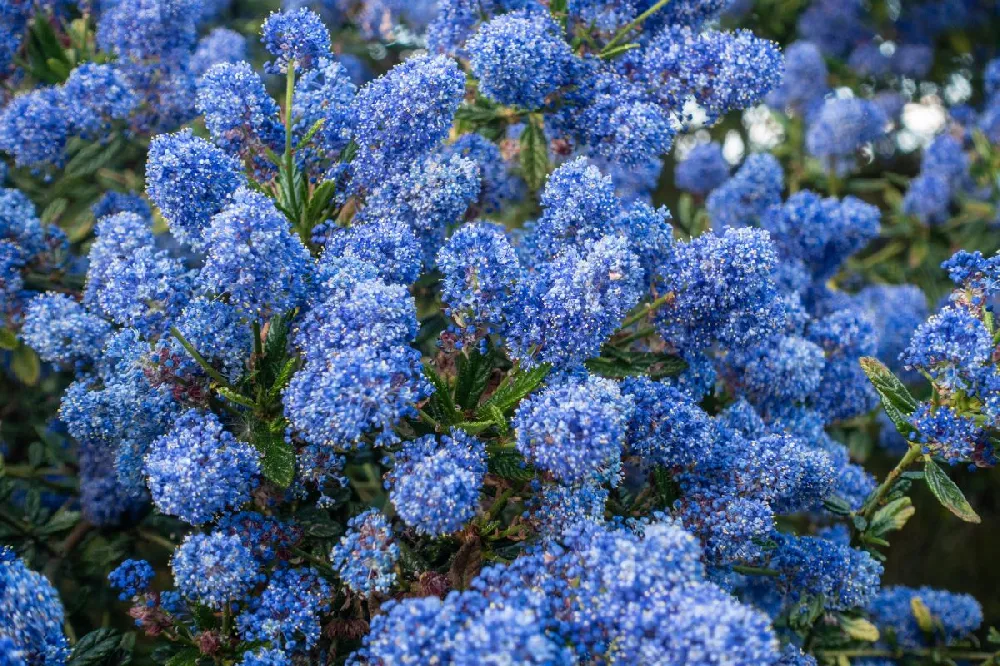 Creeping Mountain Lilac