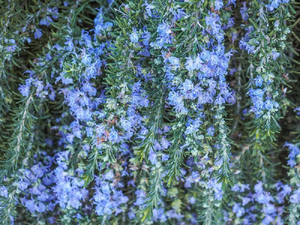 Creeping Rosemary