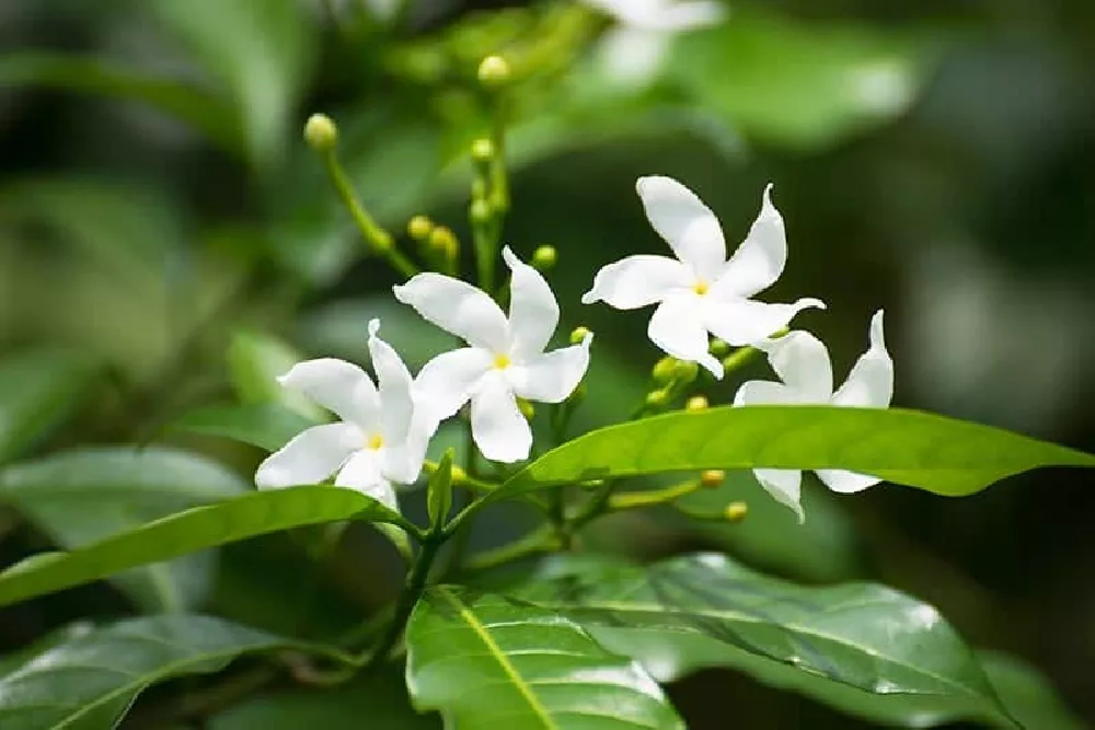 Jasmine Plant