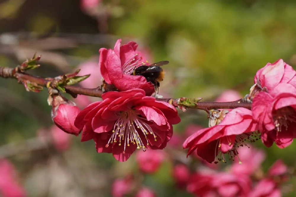 Crimson Cascade Weeping Peach Tree