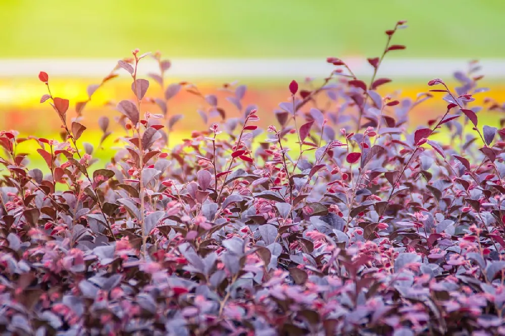 Crimson Fire™ Loropetalum