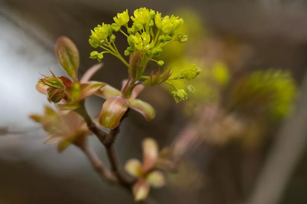 Crimson King Maple Tree flower close-up