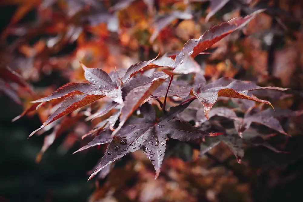 Crimson King Maple Tree leaves