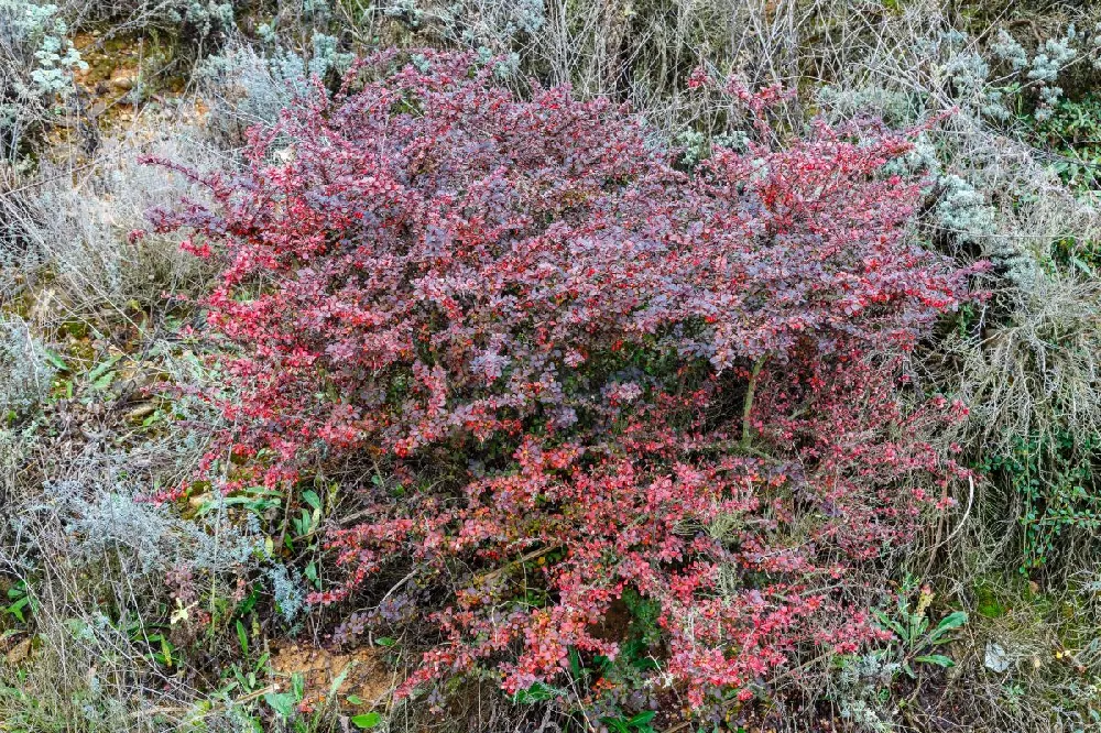 Crimson Pygmy Barberry Shrub