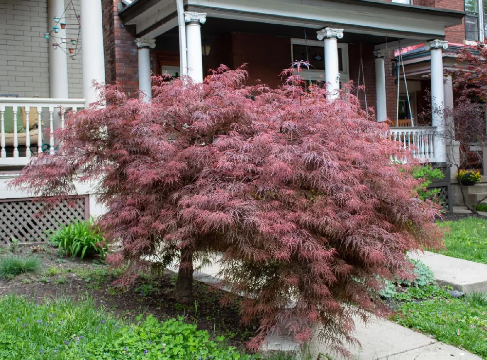 Crimson Queen Japanese Maple