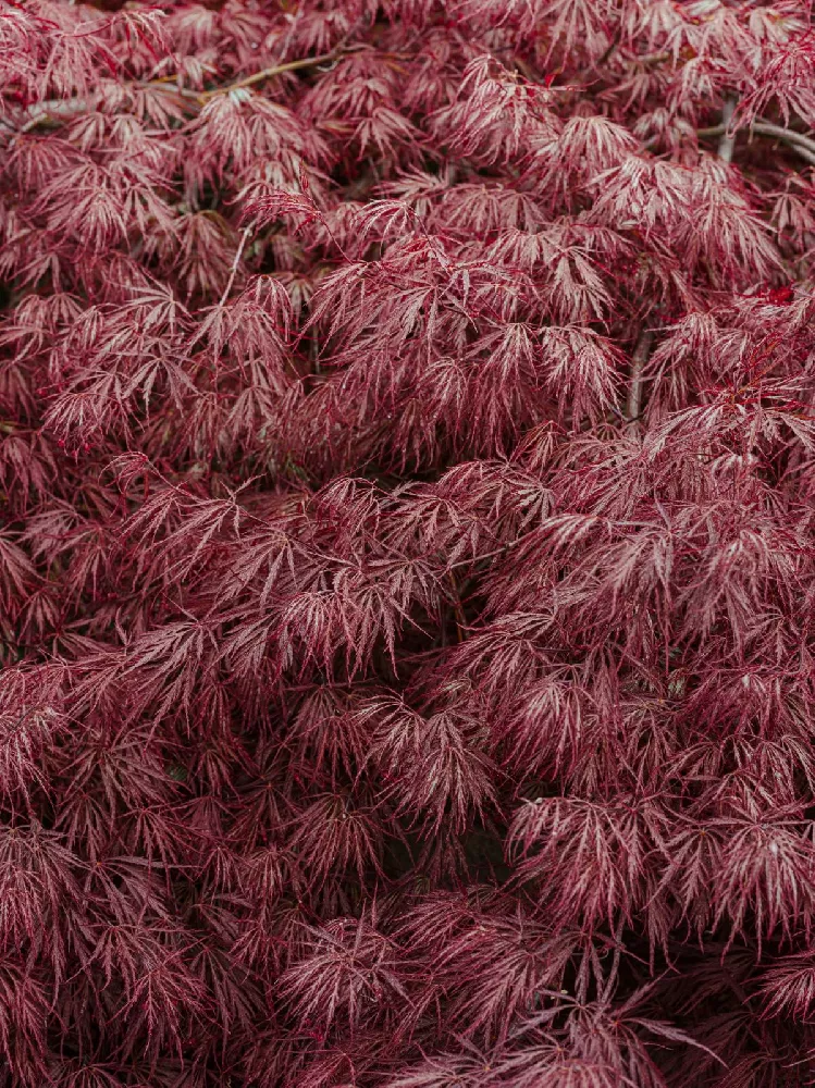 Crimson Queen Japanese Maple