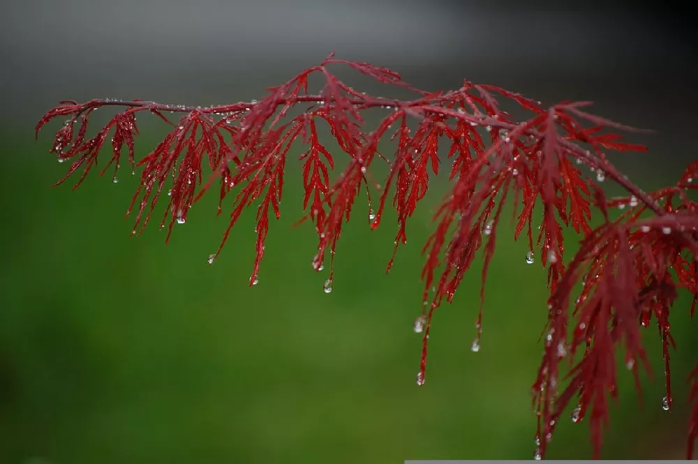 Crimson Queen Japanese Maple