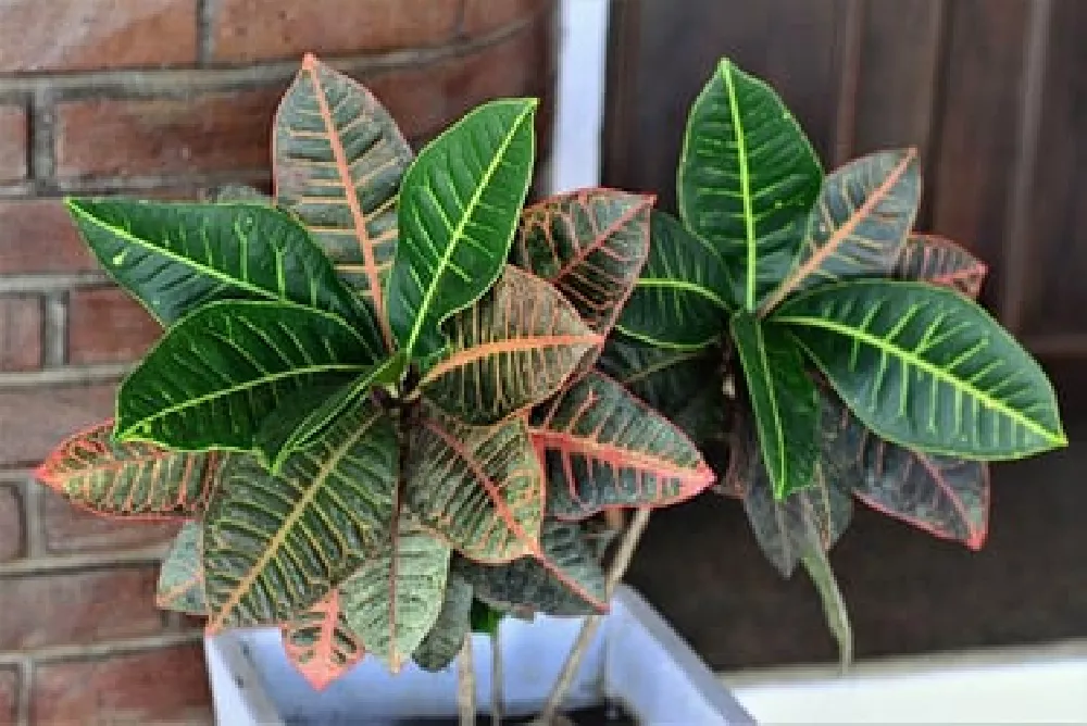 Small Croton 'Petra' Plant