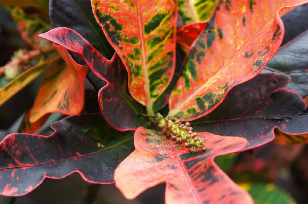 Croton Mammy Plant 