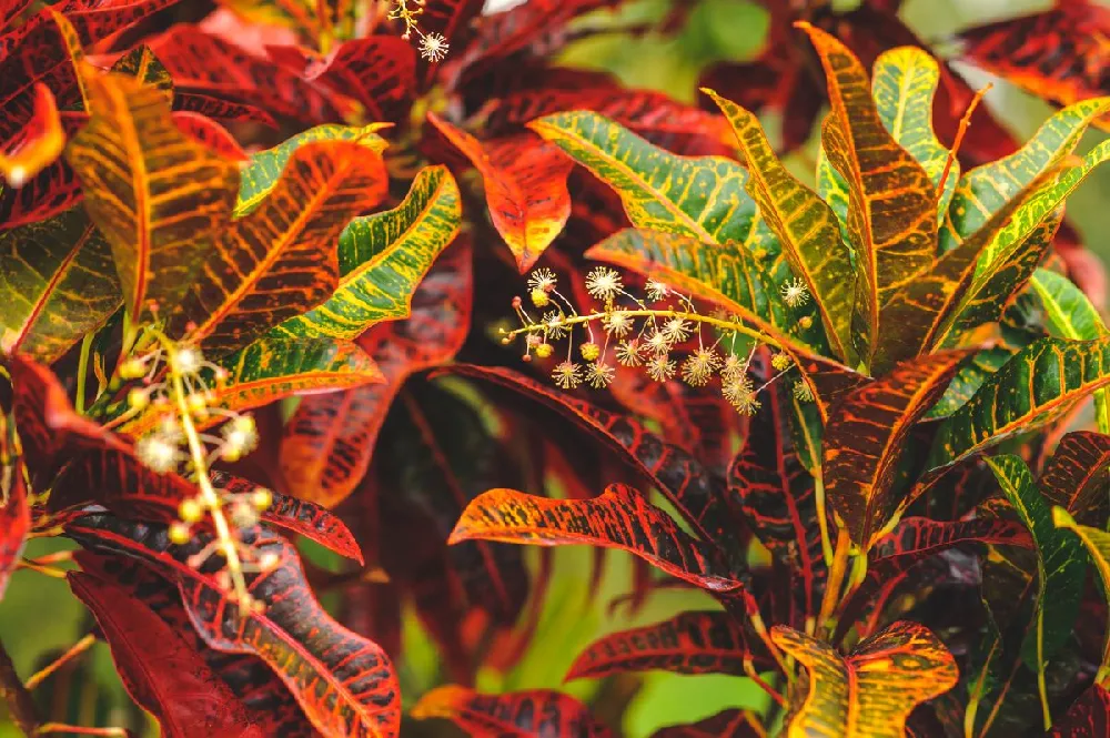 Croton Mammy Plant