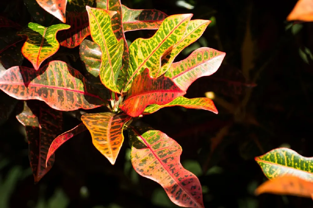 Croton Mammy Plant