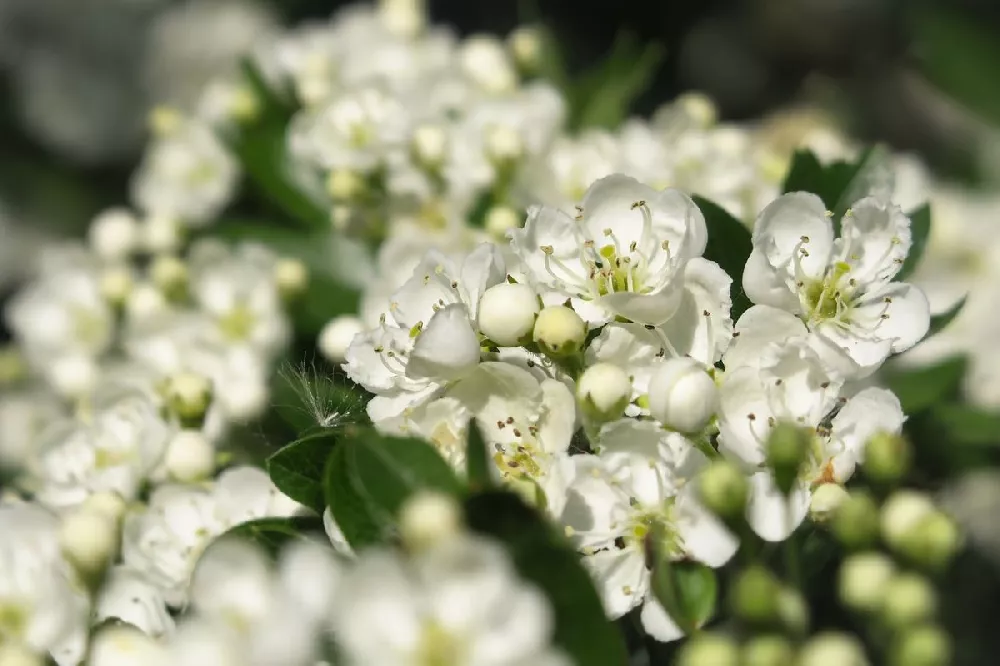 Crusader® Hawthorn