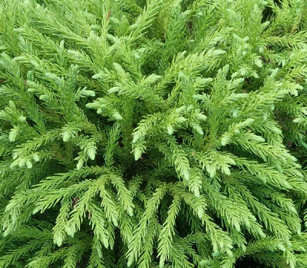 Cryptomeria 'Globosa Nana' Shrub 1