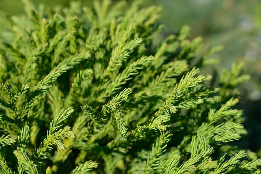 Cryptomeria 'Globosa Nana' Shrub 2