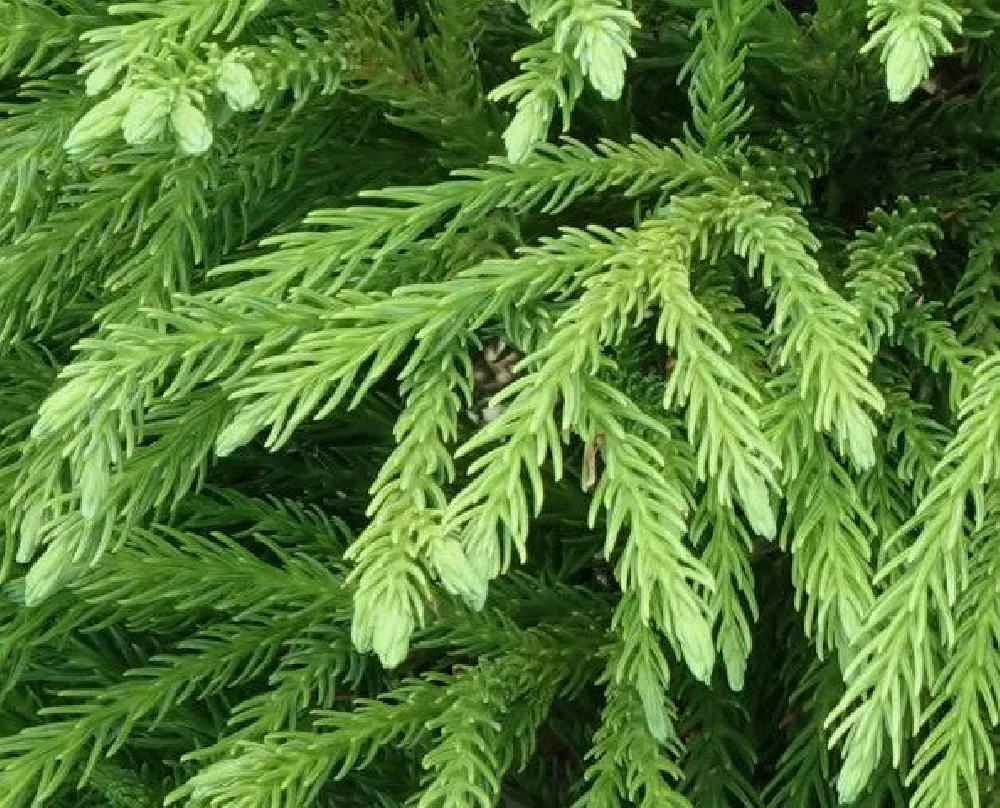 Cryptomeria 'Globosa Nana' Shrub 3