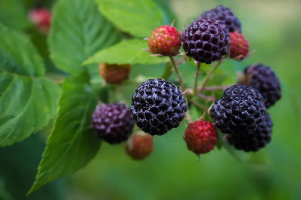 Cumberland Black Raspberry - USDA Organic