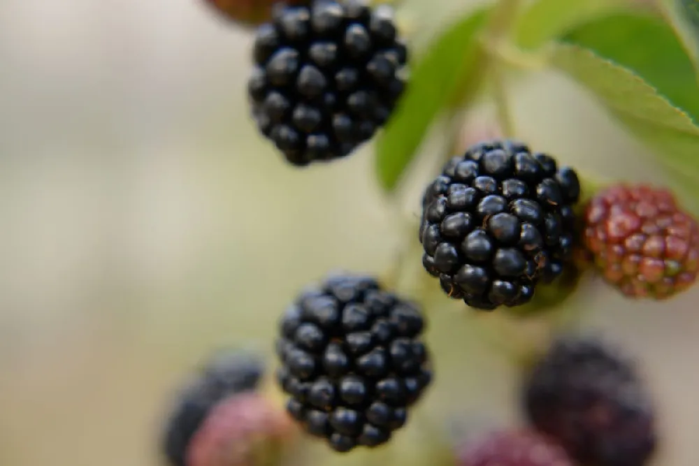 Cumberland Black Raspberry