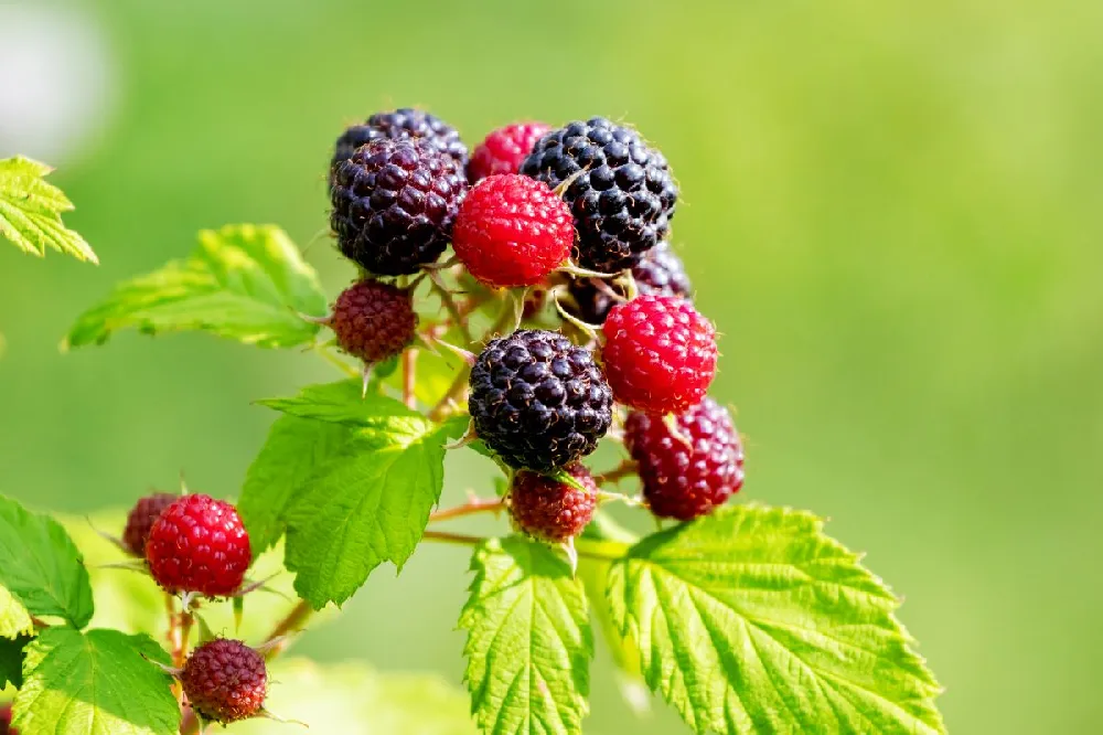 Cumberland Black Raspberry